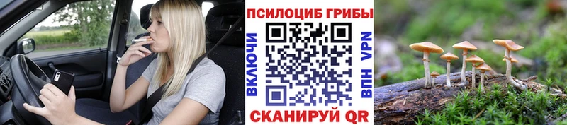 где купить   Белёв  Псилоцибиновые грибы Psilocybine cubensis 